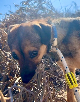 Nano (ELMO) Imagen 1